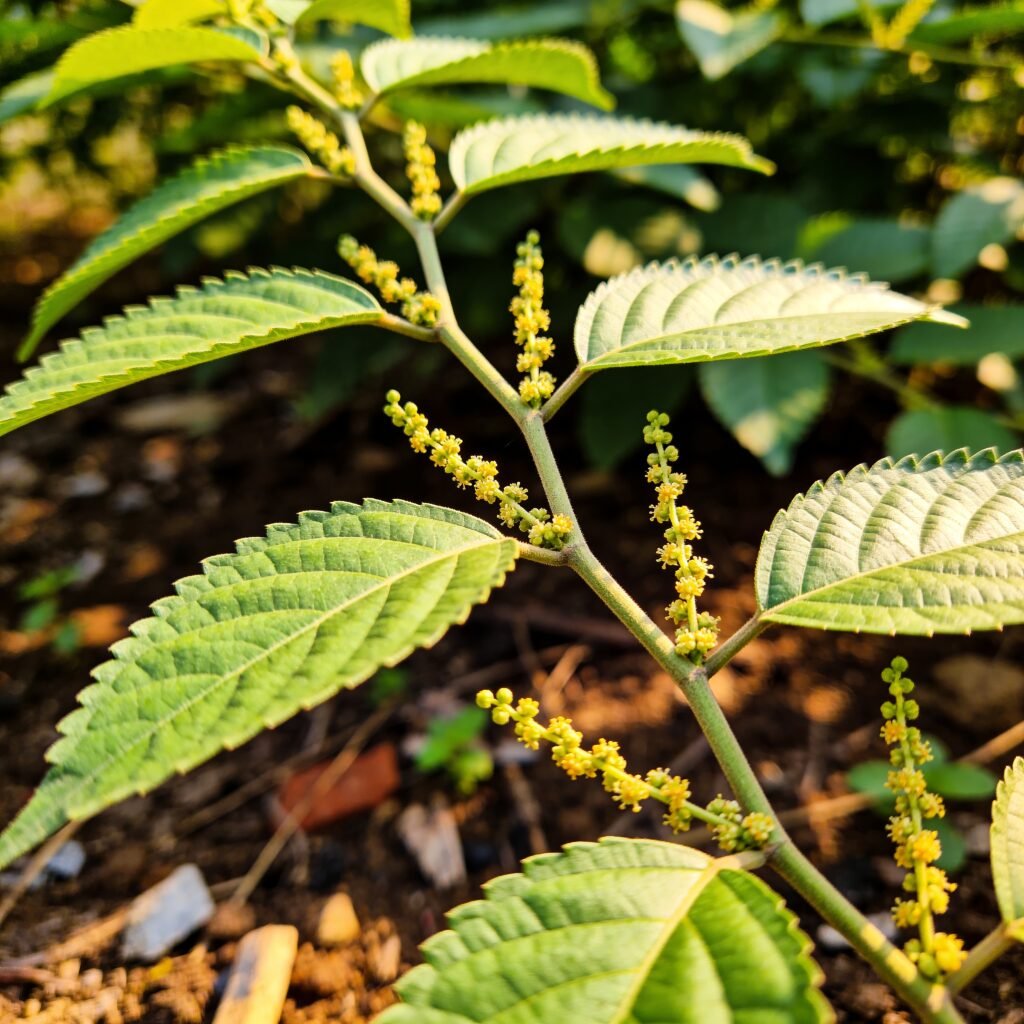 Gymnema Sylvestre and Sugar Cravings: What ‘The Sugar Destroyer’ Actually Does